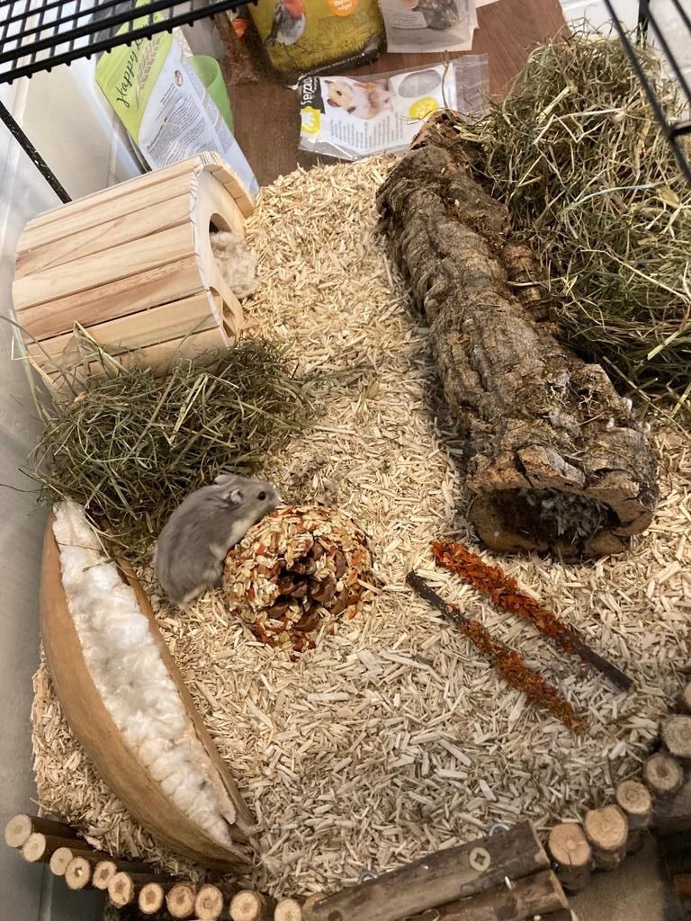 Terrario: Zwerghamster-Terrarium – Usato da Pfäffikon SZ venduto da Borsalino1920 1
