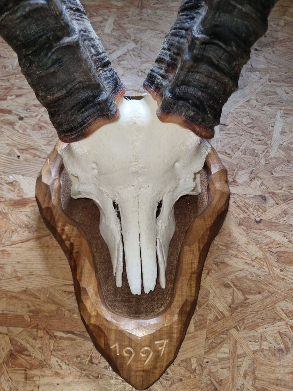 Altre raccolte & rarità: Alpensteinbock – Usato da Sachseln venduto da fab_nh78 1
