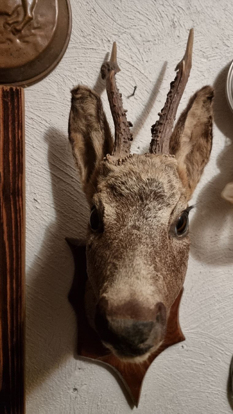 Il mondo degli animali: Reh – Usato da Sils im Domleschg venduto da platin01 1