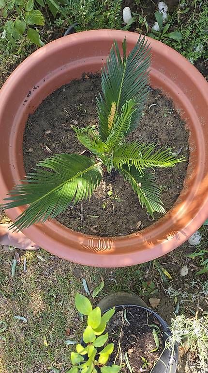 Plantes & graines: Cycas revoluta  – D'occasion à Pfaffnau par Hawaiano 1