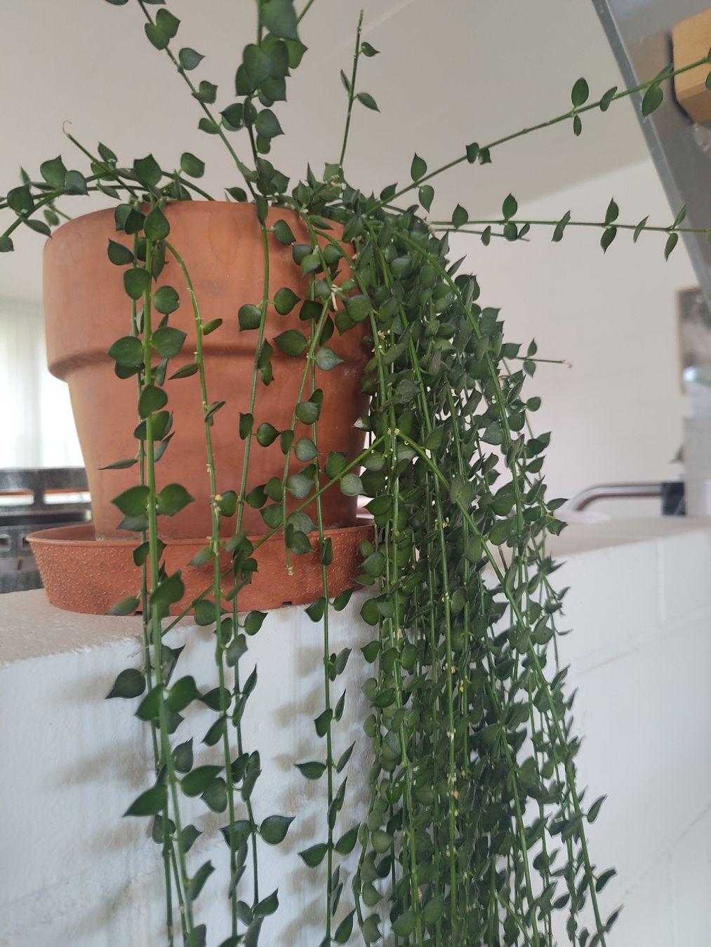 Plantes & graines: Hängepflanze – D'occasion à Grosshöchstetten par Alisma 1