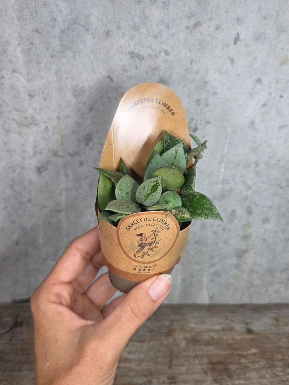 Piante & sementi: Hoya krohniana 'Arctic' – Usato da St.Erhard venduto da Plumilandschweiz 2
