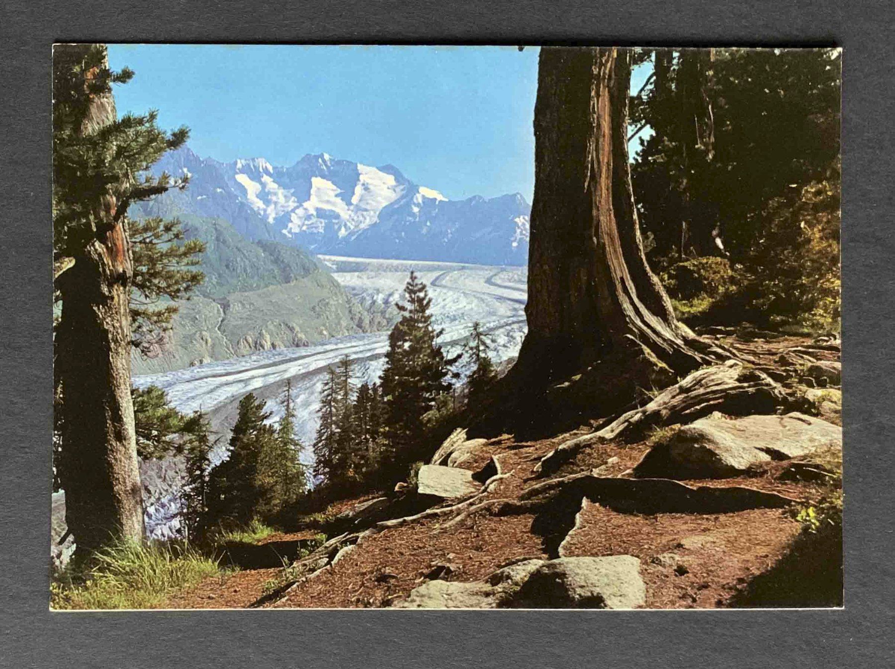 Cartoline postali: AK Naturschutzgebiet Aletschwald – Usato da Goldau venduto da artelier1