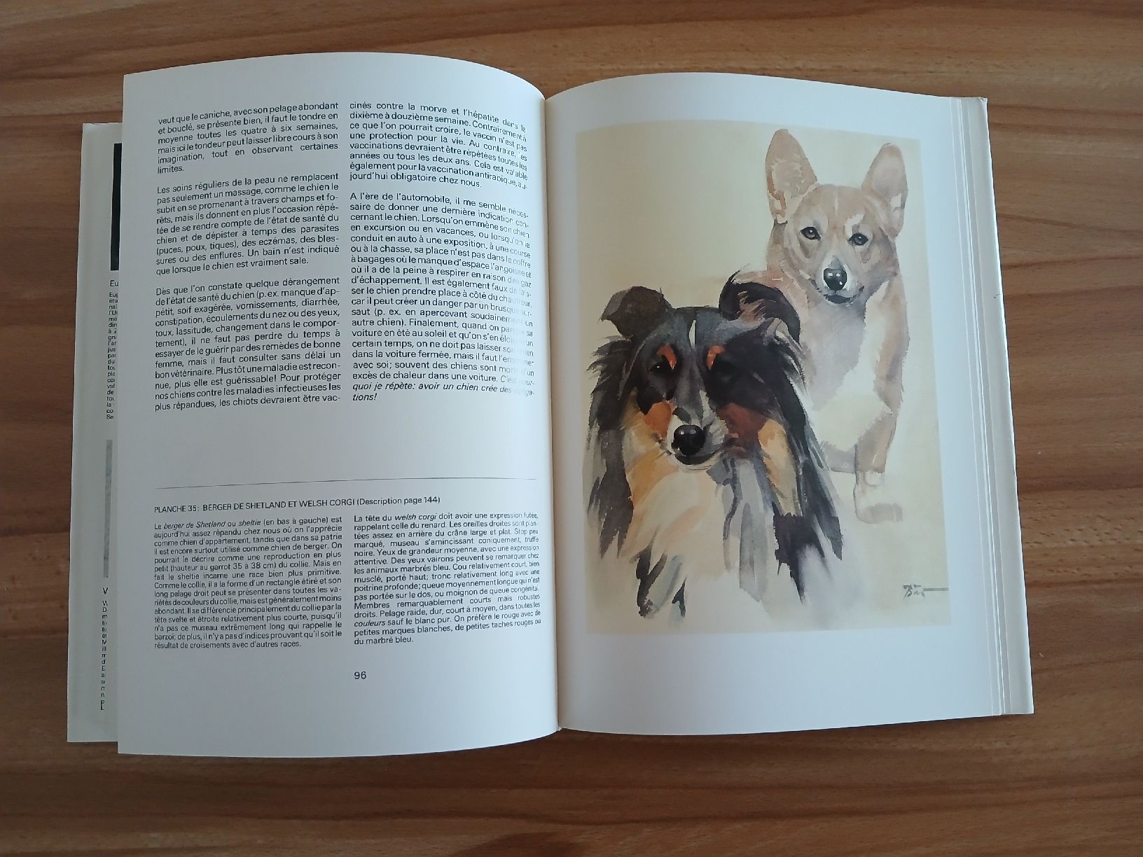 Libri: Nos chiens – Usato da Le Sentier venduto da arc_2thy 7