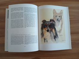 Nos chiens