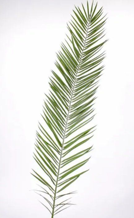 Piante & sementi: Künstliche Phönix Palme HARPER,  330cm – Usato da Ottikon venduto da nag-champa77 5