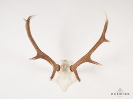 Hirsch Trophäe – Original Geweih Vintage