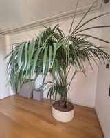 Wunderschöne, grosse Kentia-Palme (ca. 1,80 m)  Top-Zustand!