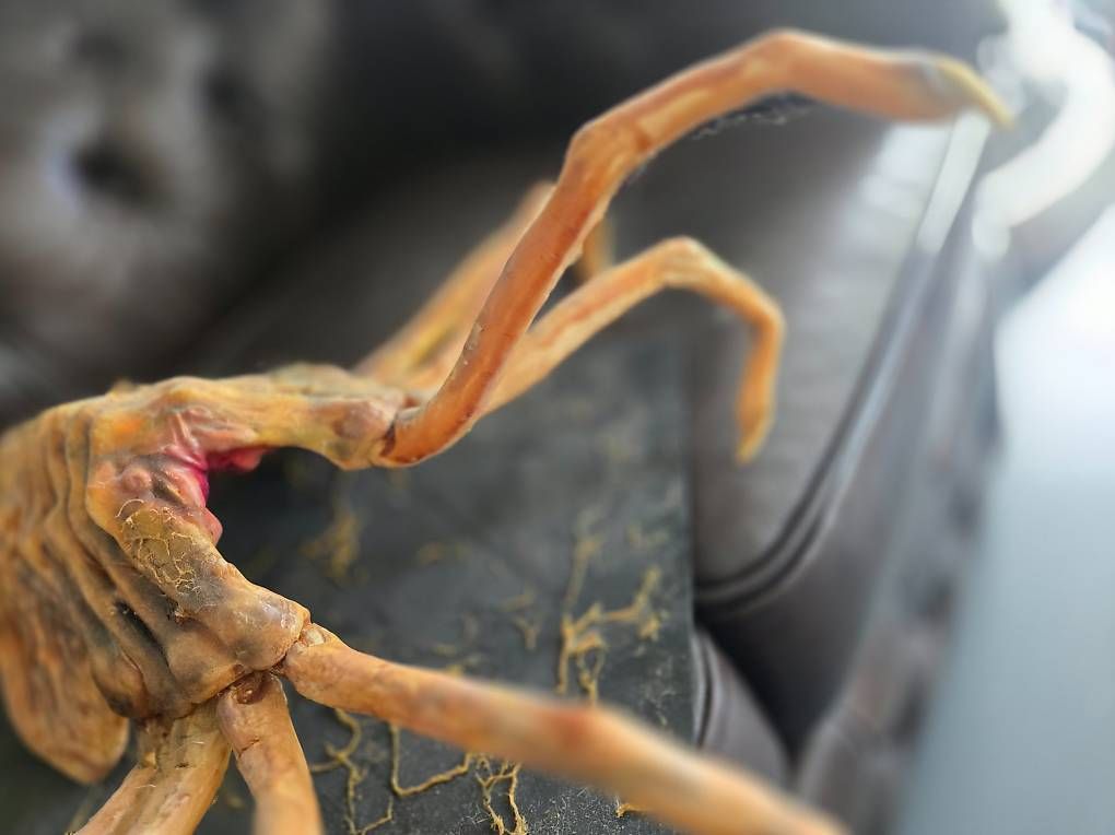 Figuren: Alien Facehugger Lifesize – Gebraucht aus Ermenswil von Ingram0 3
