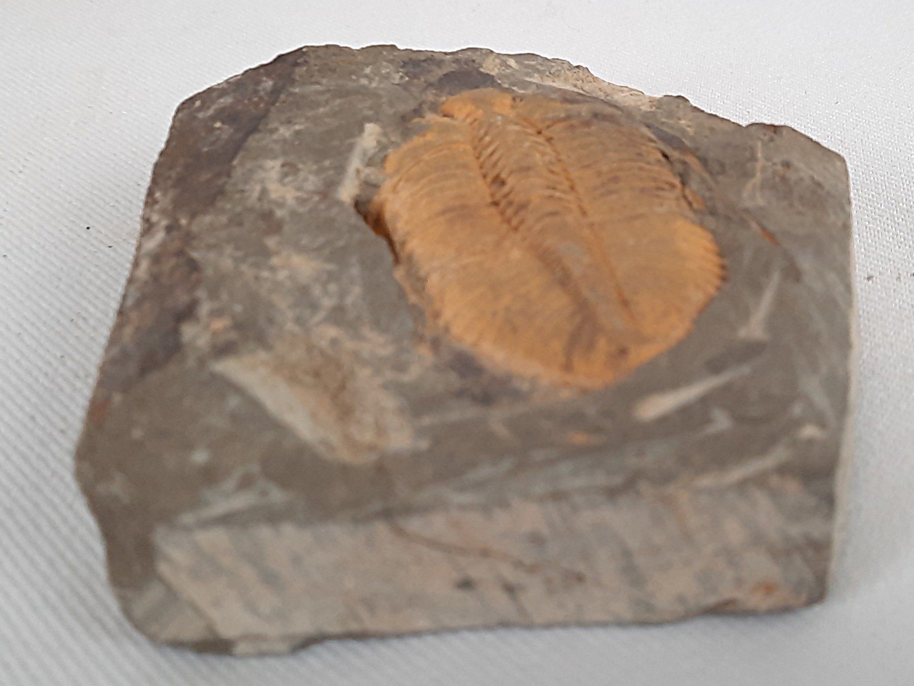 Fossili: Fossile Trilobiten in Matrix – Usato da Beinwil am See venduto da Restwert_Beinwil 3