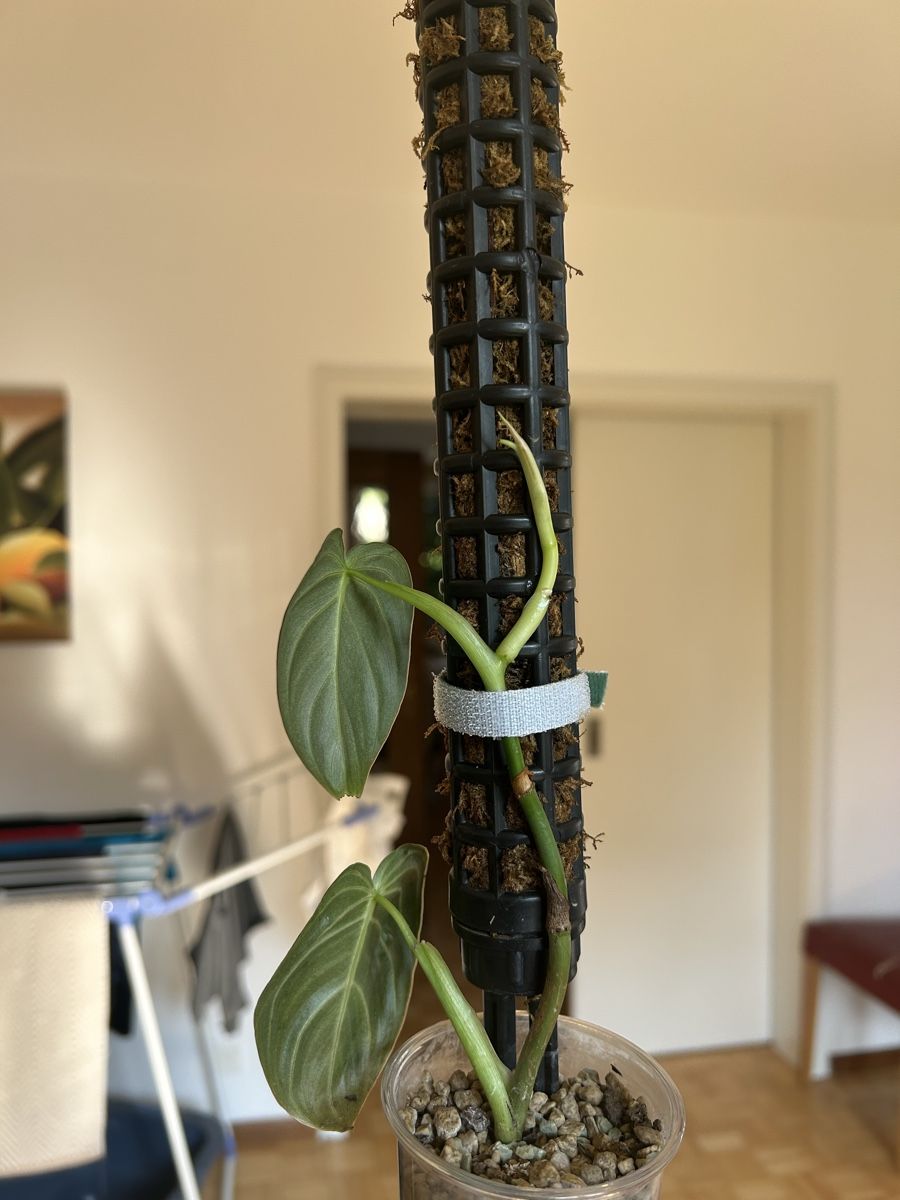 Plantes & graines: Philodendron Melanochrysum  – D'occasion à Vaduz par joana.macedo 2
