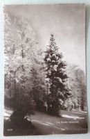 La Forêt blanche