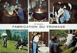 En GRUYÈRE Fabrication du Fromage - Kühe