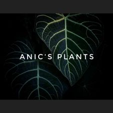 Profile image of anics.plants