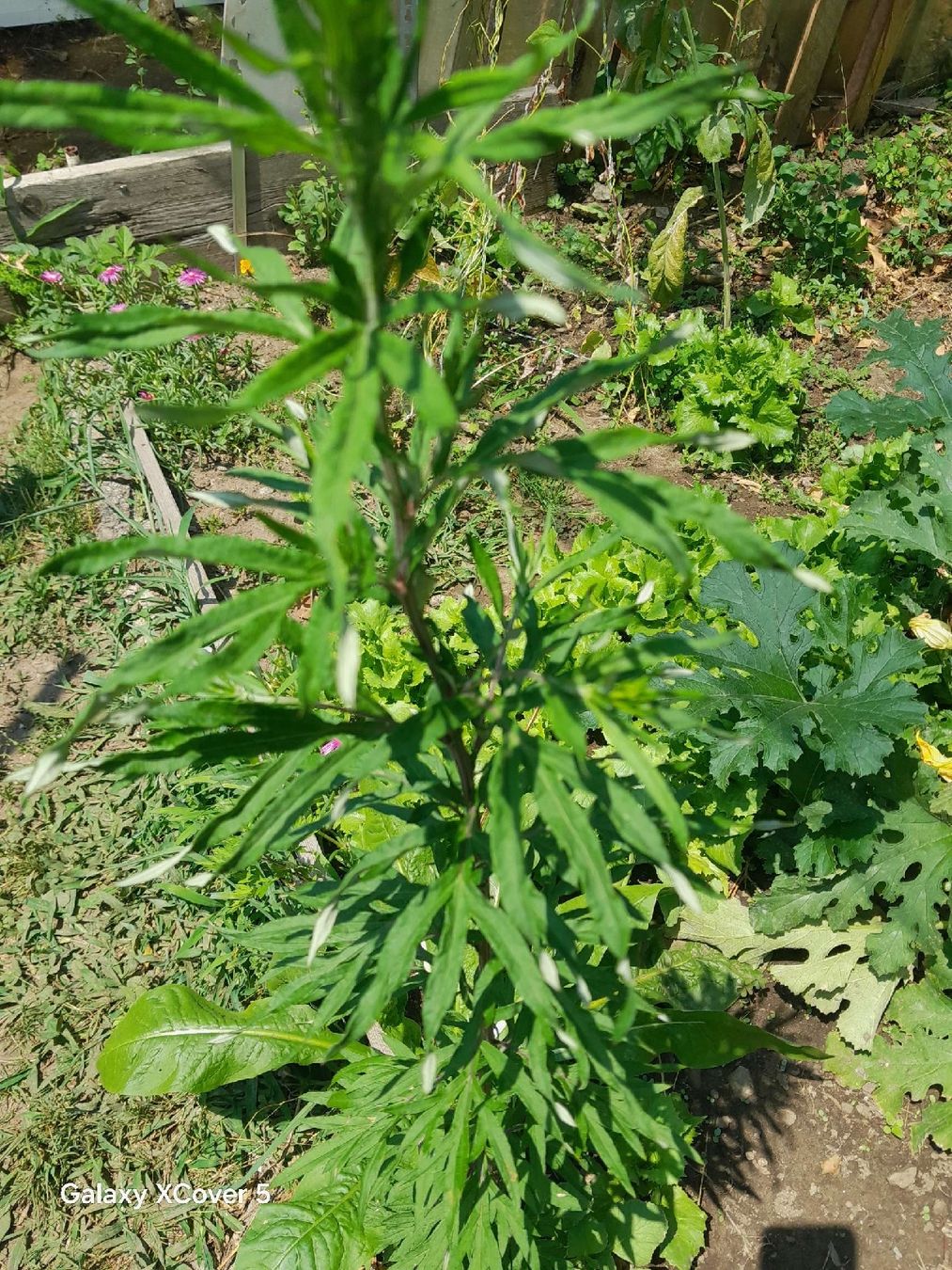 Pflanzen & Samen: artemisia pianta senza vaso – Gebraucht aus Carena von bdi_dz9m 1