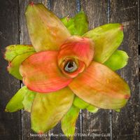 Neoregelia Yellow Devil - Farbenprächtige gelbe Bromelie