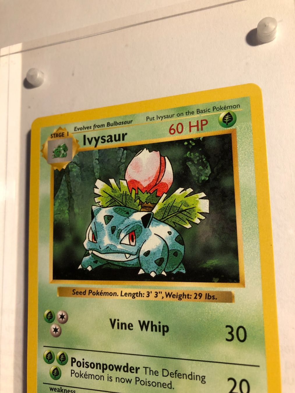 Sammelbilder & Trading cards: Ivysaur (uncommon) Base Set Shadowless - MINT - ab 1.- – Gebraucht aus Giubiasco von dan_pr8b 3