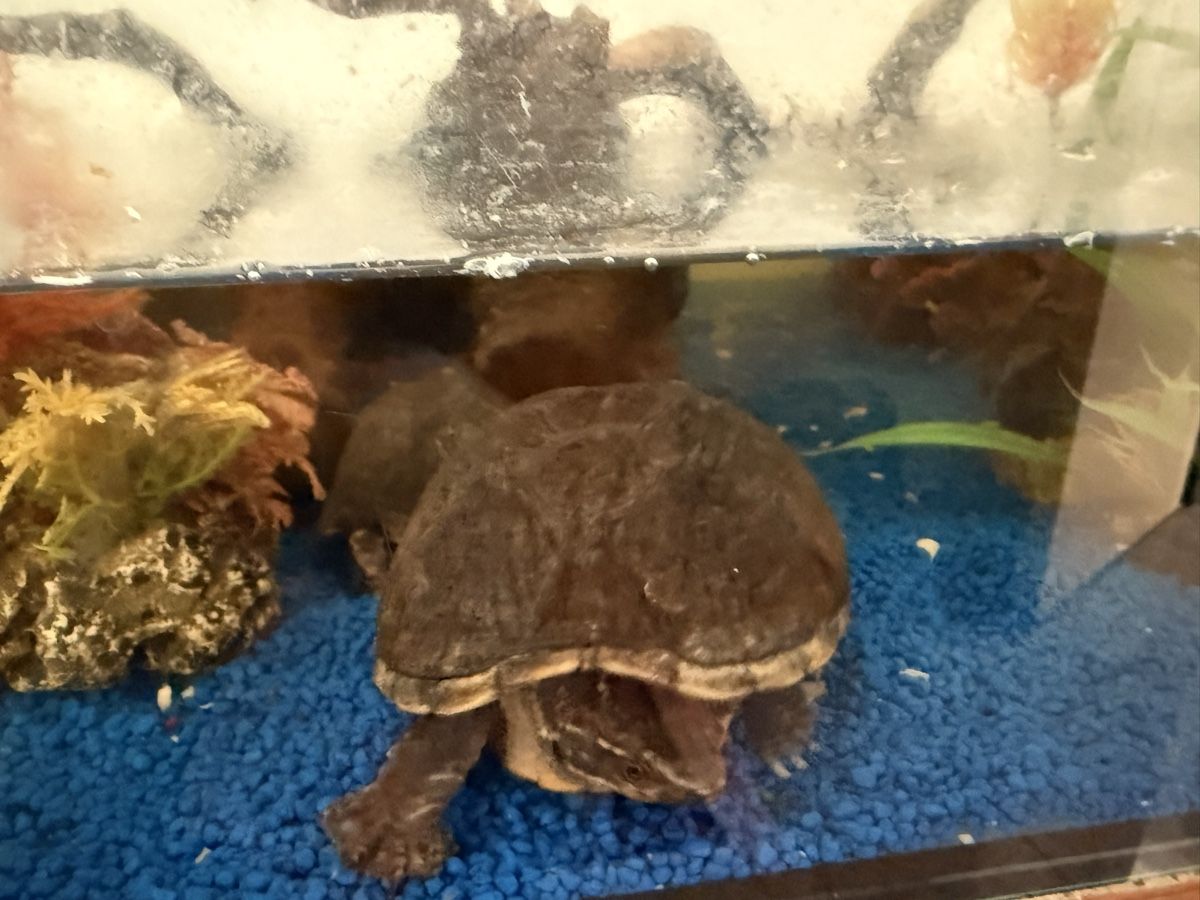 Aquarium: Aquarium, inkl 2 Moschusschildkröten – Gebraucht aus Weite von kocherhansm 2