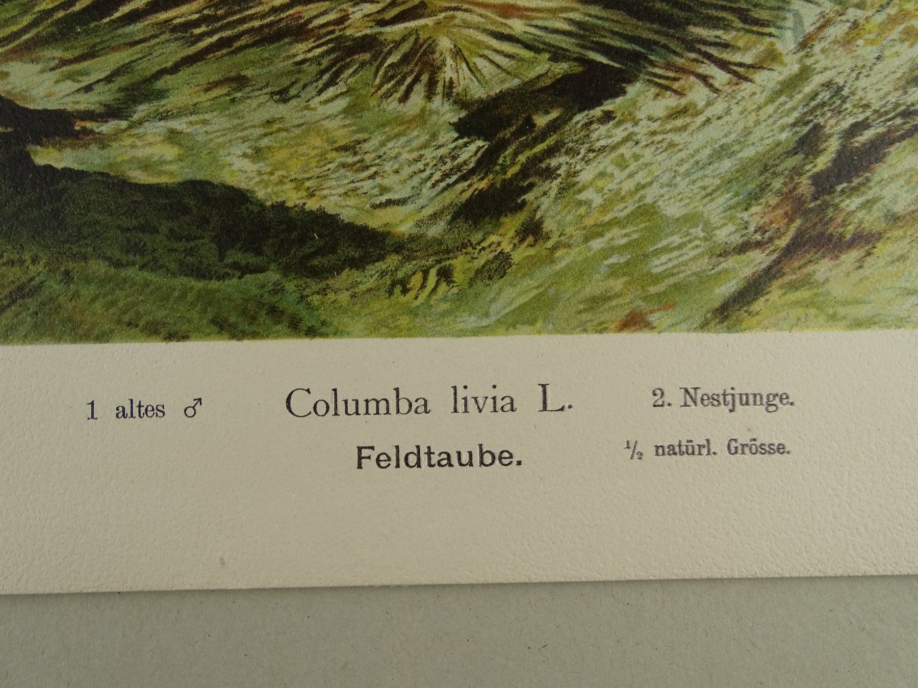 Grafica & Litografie: FELDTAUBE, CHROMOLITHOGRAPHIE UM 1900 – Usato da Grüningen venduto da Kartensammler 6