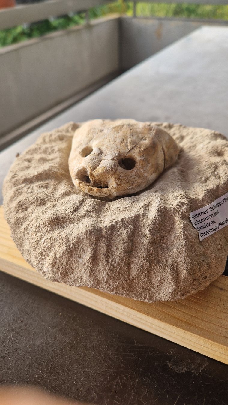 Fossilien: Fossiler Schnappschildkröte – Gebraucht aus Niederhasli von rehauge01