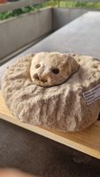 Fossiler Schnappschildkröte