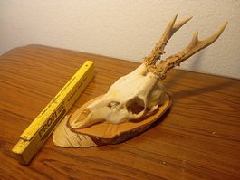 Rehschädel Trophäe auf Holzsockel, Wanddeko Jagdtrophäe