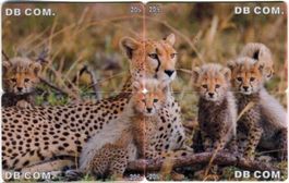 4 Telefonkarten "Gepard".