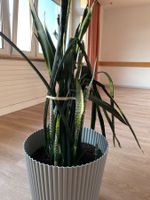 Zimmerpflanze Bogenhanf/ Snake Plant im Topf - 140cm
