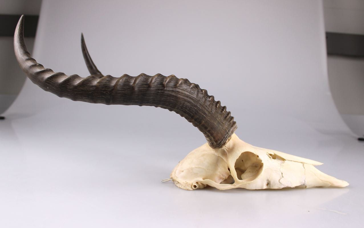 Altre raccolte & rarità: Trophäe einer Afrikanischer Springbock Antilope – Usato da Rüti ZH venduto da Restwert_Rueti_ZH 2