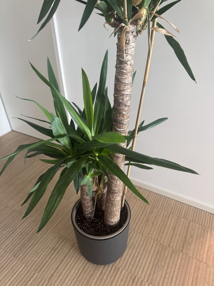Pflanzen & Samen: Schöne Yucca Palme 140cm – Gebraucht aus Naters von zynetic 1