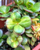 'MOSAIC' Geldbaum/ Crassula ovata Steckling
