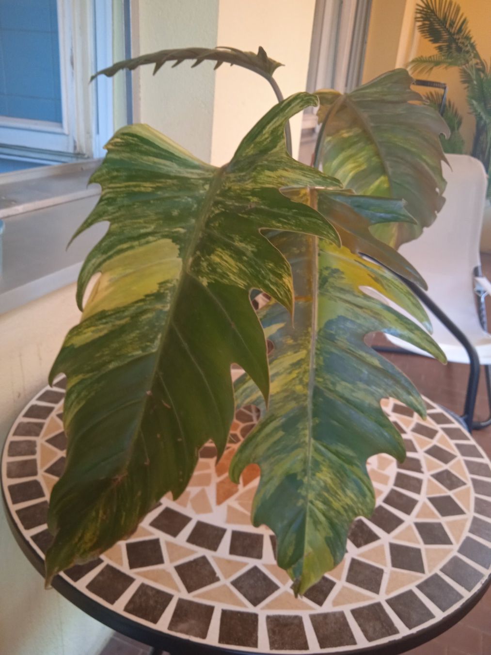 Plantes & graines: Philodendron caramel marble – D'occasion à Lausanne par kta_tss7 2