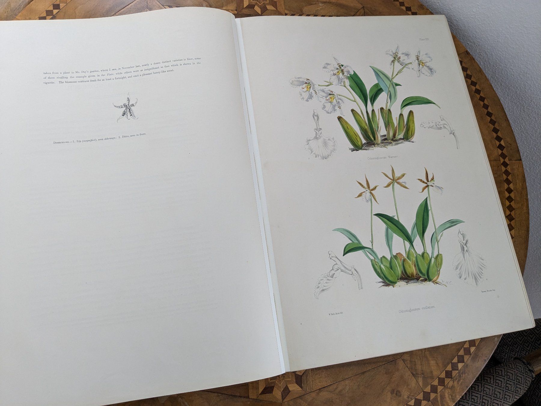 Libri: James Bateman - Monographie Odontoglossum – Usato da Bülach venduto da mueller8180