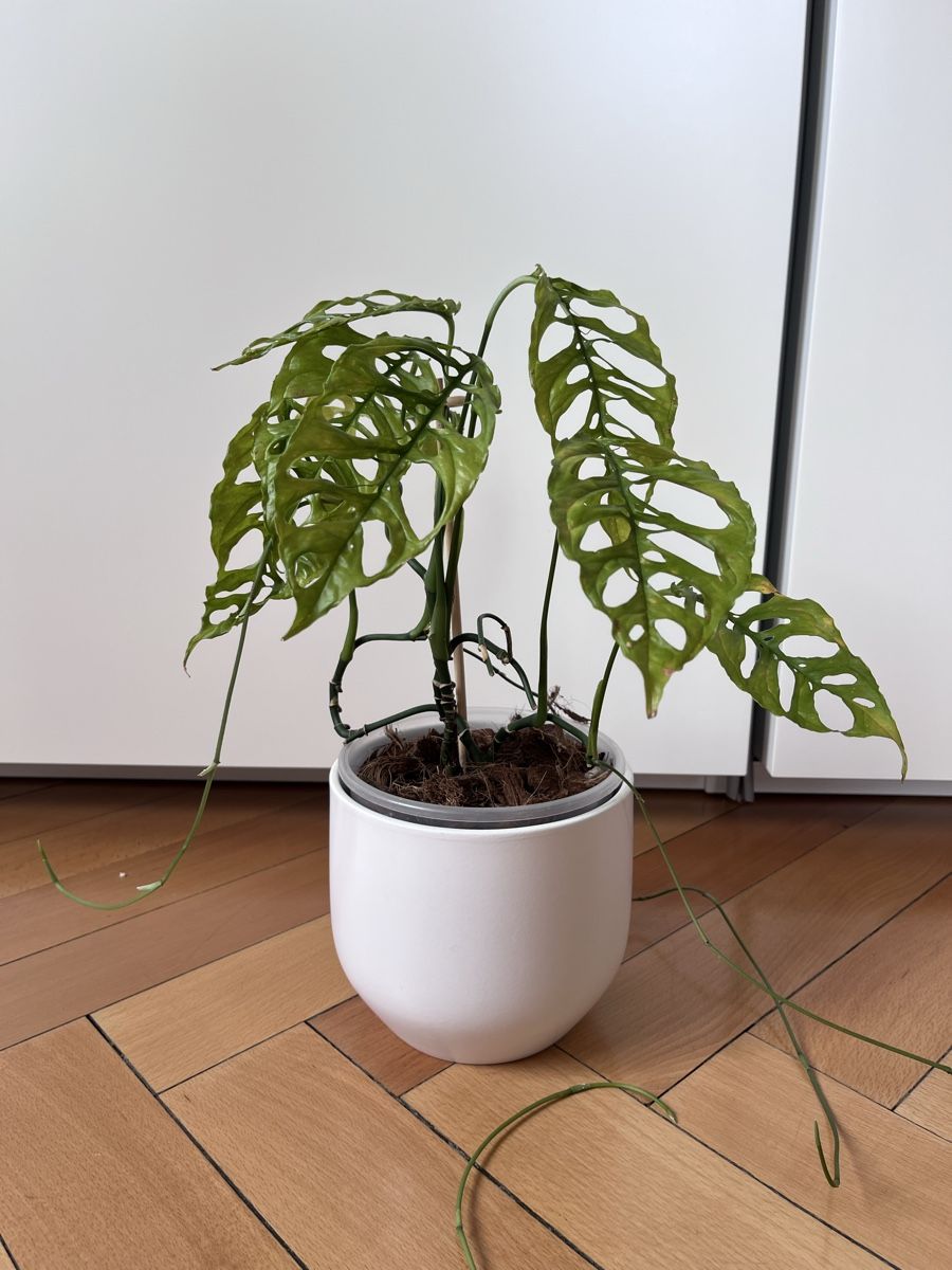 Plantes & graines: Monstera Obliqua Perù wetstick/cutting – D'occasion à Lugano par The_Botanists 1