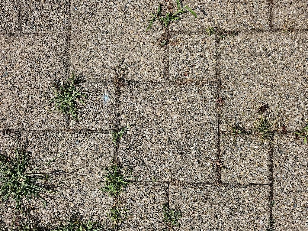 Bodenbeläge: Verbund-Gartenplatten – Gebraucht aus Stettfurt von and_fkr7 1