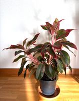 Aglaonema Jungle Red von feey