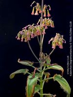 Kalanchoe Daigremontiana - Goethe-Pflanze - Brutblatt