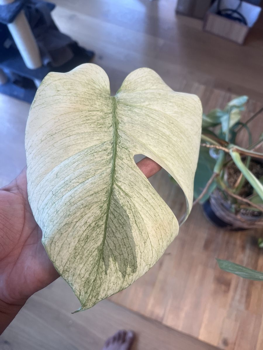 Piante & sementi: Monstera Jungle Mint – Usato da Meilen venduto da THE_SWISS_PLANTS 1