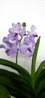 Lila Orchidee, Vanda, mit Wurzeln, frisches Grün! 💜