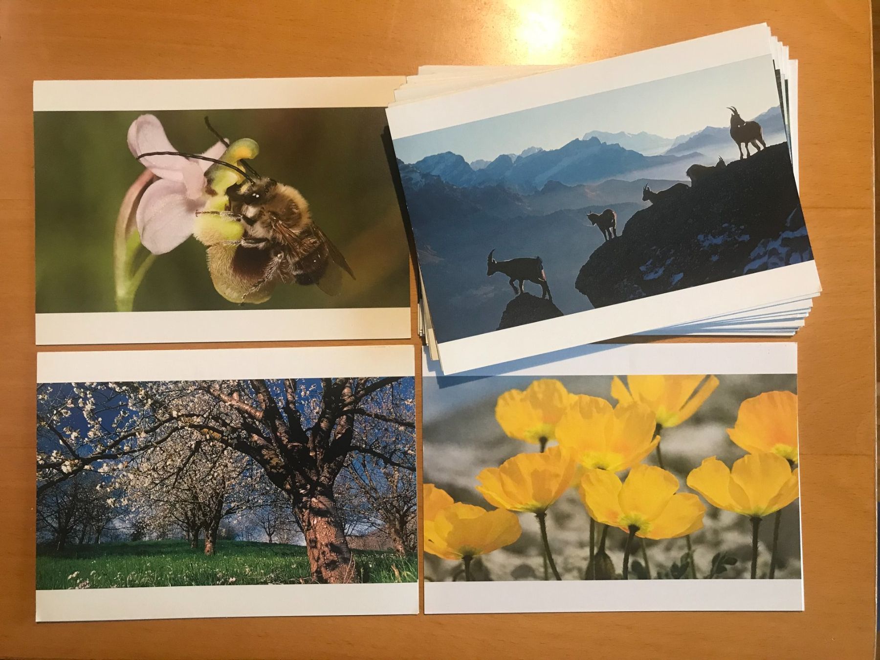 Cartoline postali: Sammlung 40x Grusskarten Pro Natura – Usato da Luzern venduto da mey_s13