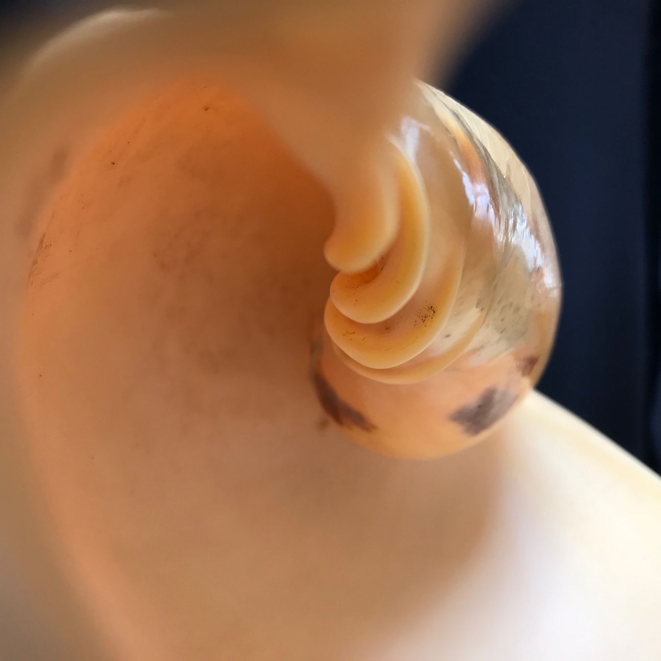 Fossili: Grosse Muschel – Usato da Hauptwil venduto da EfairB 3