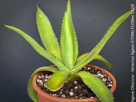 Agave Obscura / Veracruz Agave - 100% Bio-Pflanze