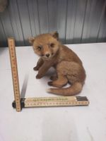 Niedlicher, ausgestopfter Jungfuchs – Perfekt für Sammler!