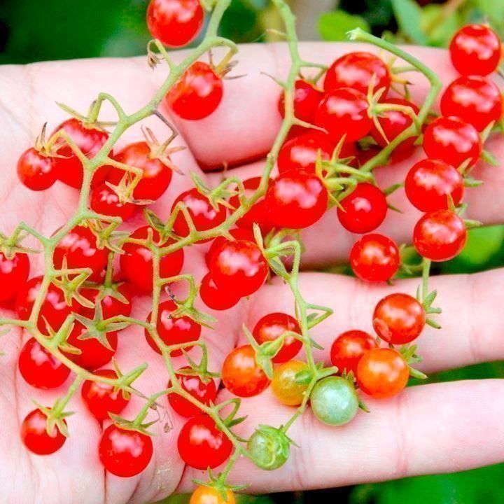 Piante & sementi: 50 Samen Johannisbeertomate – Nuovo (secondo la descrizione) da Ehrendingen venduto da VerveinaSamen 1
