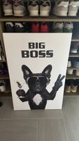 Bild Französische Bulldogge