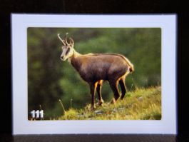 MIGROS MANIA Nature Detectives Nr. 111