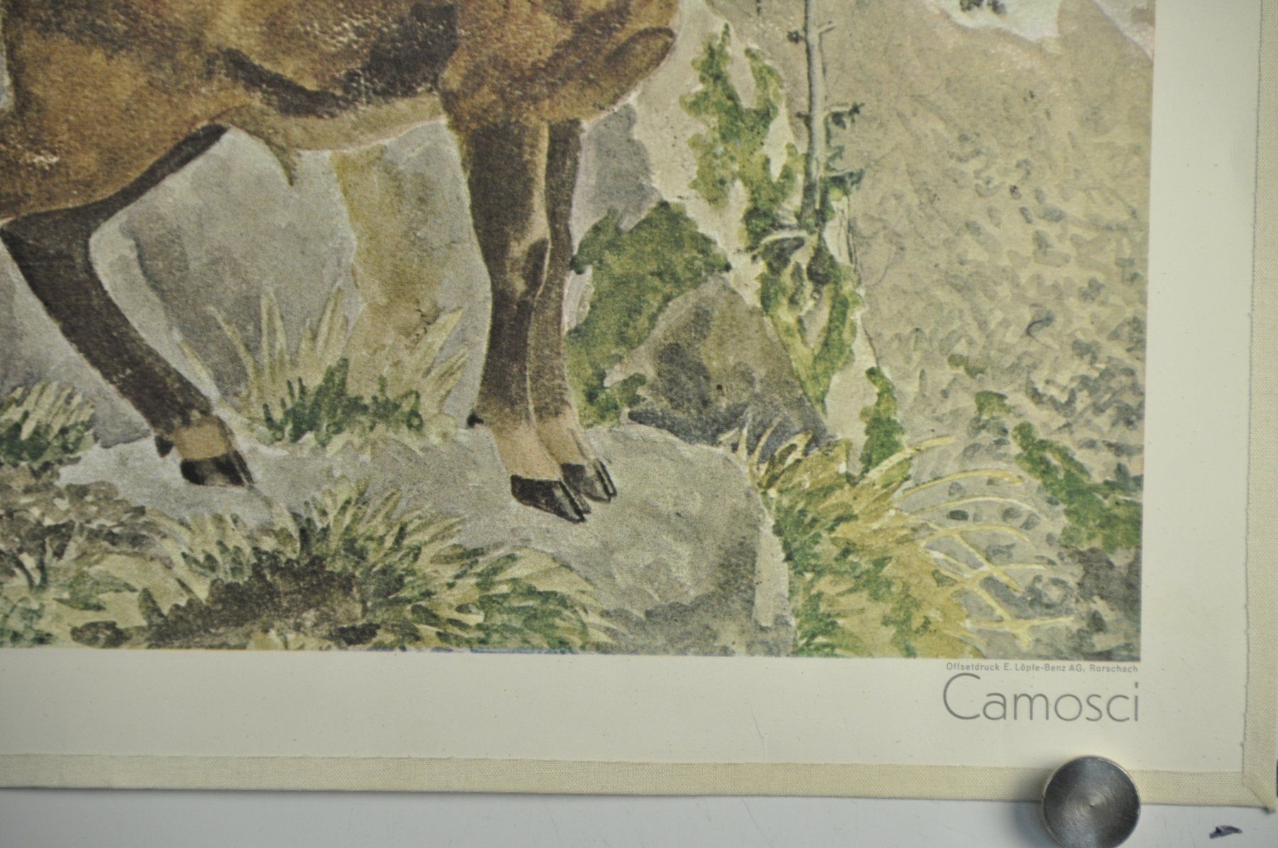Poster & Bilder: Schulwandbild "Gemsen" Robert Hainard @TI – Gebraucht aus Härkingen von sammelbecken 3