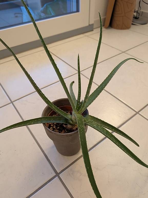 Piante & sementi: Aloe Vera  – Usato da Bern venduto da lux_m2w7