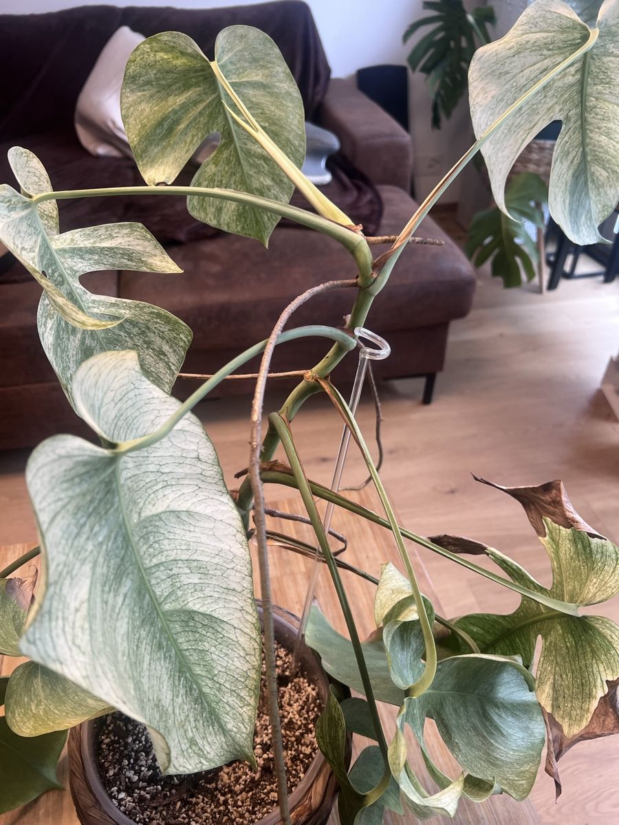 Piante & sementi: Monstera Jungle Mint – Usato da Meilen venduto da THE_SWISS_PLANTS 4