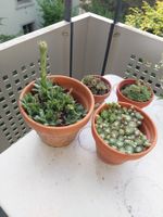Schöne Cactus für den Sommer, pflegeleicht 4Stk.